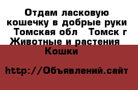 Отдам ласковую кошечку в добрые руки - Томская обл., Томск г. Животные и растения » Кошки   
